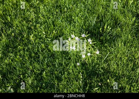 Un cespuglio con piccoli fiori bianchi con cinque petali e un mezzo giallo sullo sfondo di un giovane prato verde luminoso e succoso. Estate riposo in Foto Stock