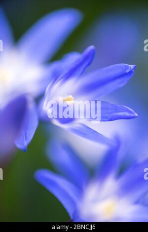 Bella foto della sezione blu Scilla fiore in Chionodoxa il giardino - perfetto per lo sfondo Foto Stock