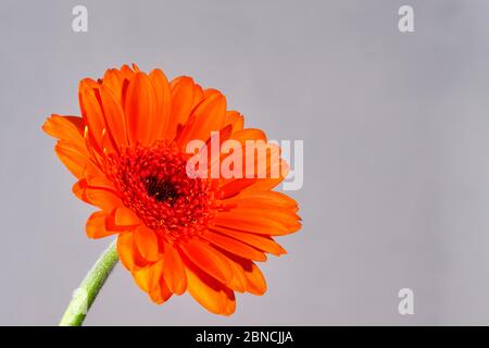 Un primo piano di un Daisy con petali arancioni e il suo gambo che emerge dall'angolo in basso a sinistra del telaio isolato contro uno sfondo grigio chiaro Foto Stock