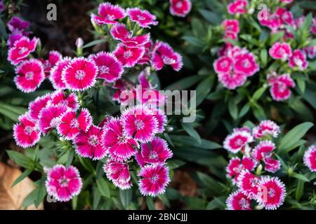 Dianthus cariofilla, conosciuto come garofano o fiore rosa chiodo di garofano nel bellissimo giardino all'aperto del parco Foto Stock