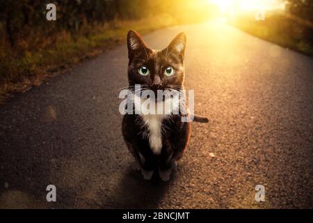 Gatto bianco e nero seduto su una strada al tramonto Foto Stock