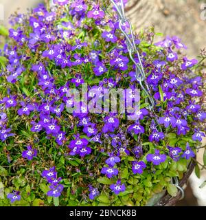 Belle pansies viola e blu nel giardino. Messa a fuoco selettiva Foto Stock