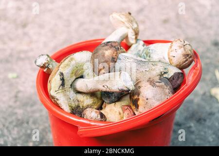 Wild funghi porcini in un secchio rosso. Messa a fuoco selettiva Foto Stock