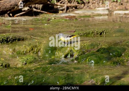 Coda di mare giallo occidentale sulle alghe ricoperte rocce di un piccolo torrente, Motacilla flava o Schafstelze Foto Stock