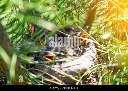 I piccoli pulcini in un nido su una conifere verde al sole con i bechs gialli aperti chiedono il cibo e aspettano i loro genitori quando il papà o la mamma portano un verme o dentro Foto Stock