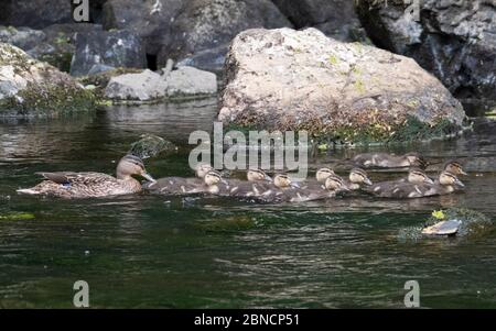 L'anatra di gallina di Mallard e le sue undici anatroccoli hanno un viaggio sul fiume Almond nel Parco Nazionale di Almondell West Lothian. Foto Stock