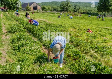 Persone che raccolgono mirtilli in una fattoria nel New Hampshire Foto Stock