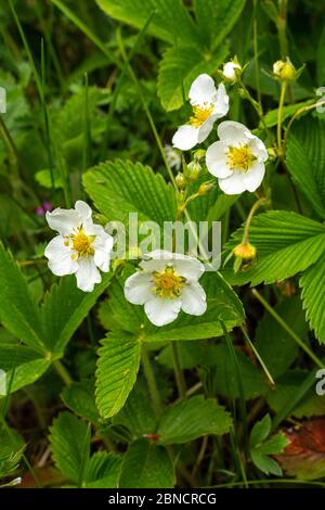 Fiori di fragola selvatici (Fragaria vesca) Foto Stock
