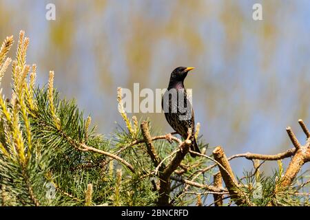 Sturnus vulgaris, un comune europeo che si trova in un albero sotto il sole. Foto Stock