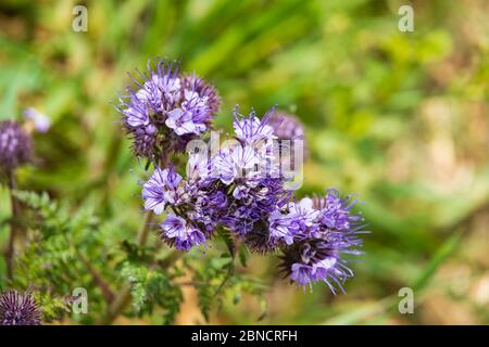 Blu porpora Tansy, Phacelia Tanacetifolia, fiori al lato di un campo di coltura. Foto Stock