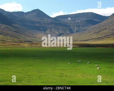 Pecore di fronte alle montagne su un prato verde lussureggiante In Islanda Foto Stock