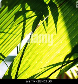 Palme tropicali su sfondo giallo - fuoco morbido Foto Stock