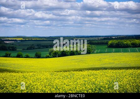 Una giornata di sole primavera che guarda sui campi gialli di colza/canola nella campagna rurale dell'Hampshire, Inghilterra. Foto Stock