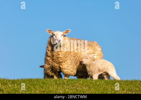 L'agnello, che ha solo pochi giorni, si trova accanto alla madre. Foto Stock