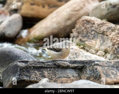 Giovane coda grigia seduta su pietre sul fiume Almond, West Lothian, Scozia Foto Stock