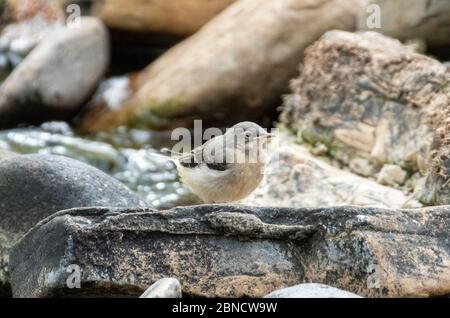 Giovane coda grigia seduta su pietre sul fiume Almond, West Lothian, Scozia Foto Stock