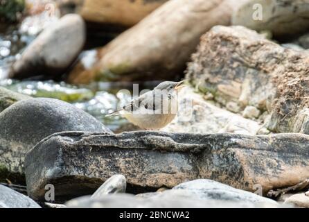 Giovane coda grigia seduta su pietre sul fiume Almond, West Lothian, Scozia Foto Stock