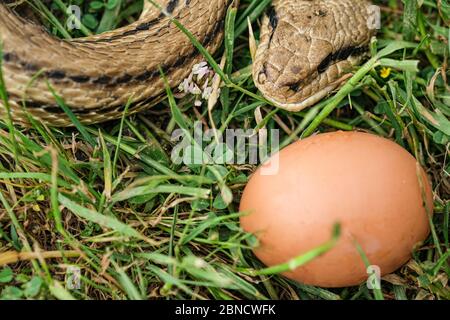 Serpente uova mangiatore specie, predatore rettile occhio, dettagli della pelle, cervone serpente Foto Stock