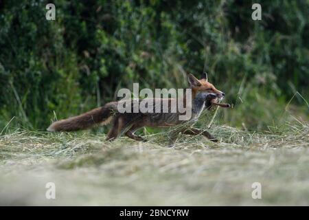 Volpe rossa (Vulpes vulpes) che corre con la gamba di capriolo in bocca, Vosgi, Francia, giugno. Foto Stock