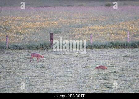 Volpe rossa (Vulpes vulpes) e capriolo (Capreolus capreolus) in prato, Vosgi, Francia, maggio. Foto Stock