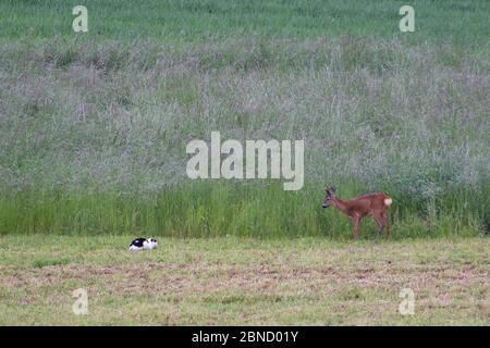 Il gatto domestico guardando il capriolo (Capreolus capreolus) a bordo campo, Vosges, Francia, 2015 Foto Stock