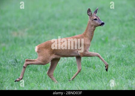 Capriolo (Capreolus capreolus) running, Vosgi, Francia, giugno. Foto Stock