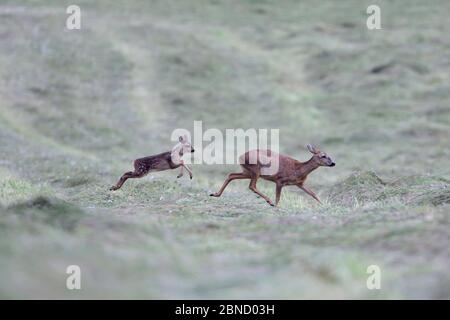 Capriolo (Capreolus capreolus) madre e giovane corsa, Vosgi, Francia, giugno. Foto Stock