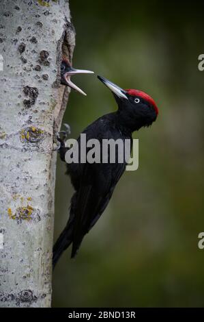 Maschio Picchio nero (Dryocopus martius) che alimenta i suoi nestlings, Estonia meridionale, maggio. Foto Stock