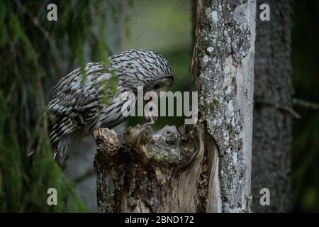 Gufo di Ural (Strix uralensis) che alimenta nestlings, Estonia meridionale. Maggio. Foto Stock