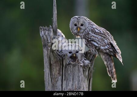 Ural gufo (Strix uralensis) femmina che allattano sul nido, Estonia meridionale, maggio. Foto Stock