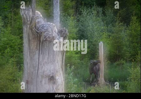 Foto a doppia esposizione che mostra una gufo di Ural femminile (Strix uralensis) che guarda una alce (alces alces) che si nutre di sale lasciato fuori dai cacciatori, l'Eston meridionale Foto Stock