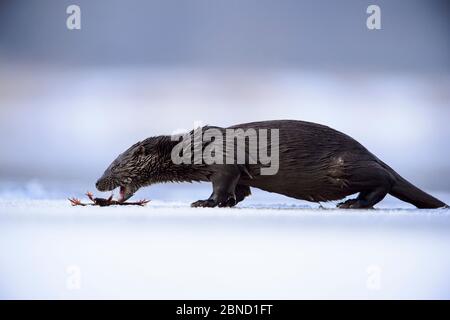 Lontra (Lutra lutra) alimentazione su svernamento Rana comune (Rana temporaria) Southern Estonia, gennaio. Foto Stock