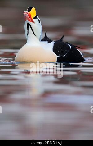 Re Eider anatra (Somateria spectabilis) chiamata maschile, Batsfjord villaggio porto, Penisola di Varanger, Norvegia. Marzo. Foto Stock