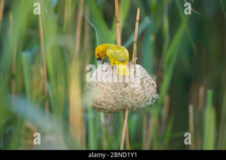 Tessitore d'oro africano maschio (Ploceus subaureus) tendente al suo nido in letti di reedbed, Simangaliso Wetland Park, KwaZulu-Natal, Sudafrica. Foto Stock