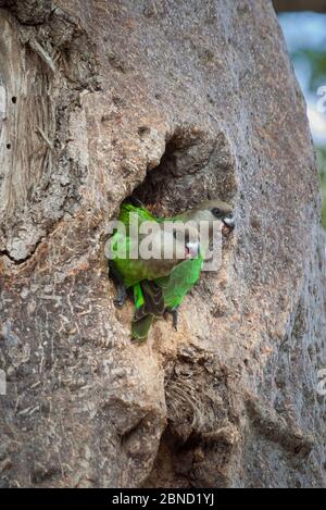 Pappagalli a testa marrone (Poicephalus cryptoxanthus) arroccati all'ingresso del loro nido nel tronco di un albero di Baobab (Adansonia digitata), Kruger Nat Foto Stock