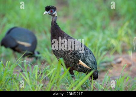 Guineafrli crestati del sud (Guttera edouardi) alla ricerca di cibo, fiume Luvuvhu, Parco Nazionale Kruger, Sudafrica. Foto Stock