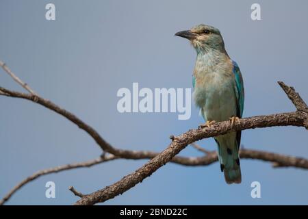 European Roller (Coracias garrulus) arroccato su un albero, Kruger National Park, Sudafrica. Foto Stock