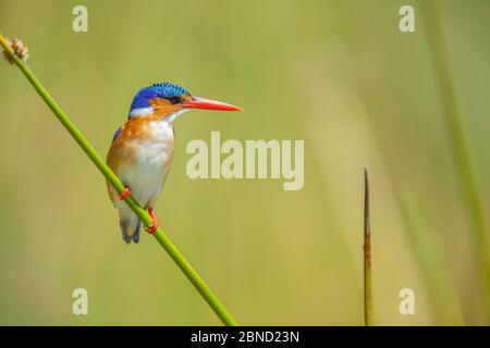 Kingfisher malachita (Alcedo cristata) che perching su un gambo di canna, Isola del Capo, Delta di Okavango, Botswana. Foto Stock