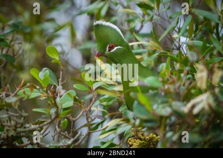 Knysna turaco (Tauraco corythaix) in albero, Kariega Game Reserve, Capo Orientale, Sudafrica. Foto Stock