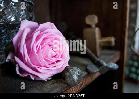 Rosa del bambino e attrezzi del carpentiere Foto Stock