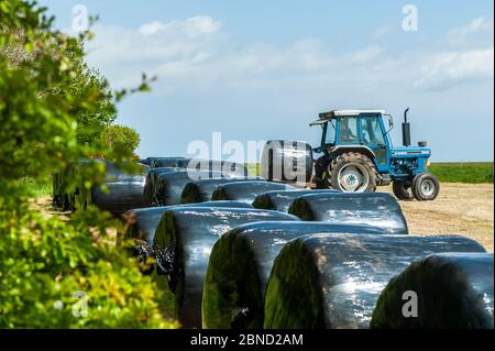 Timoleague, West Cork, Irlanda. 14 maggio 2020. Un trattore impila una chiocciola di insilato a Timoleague in una calda giornata di sole. L'insilato sarà utilizzato per l'alimentazione invernale dei bovini. Credit: Notizie dal vivo di AG/Alamy Foto Stock