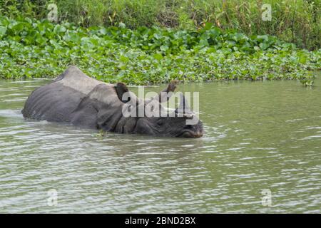 Rinoceronte indiano (rinoceronte unicornis) nuoto, Kaziranga National Park, India. Foto Stock