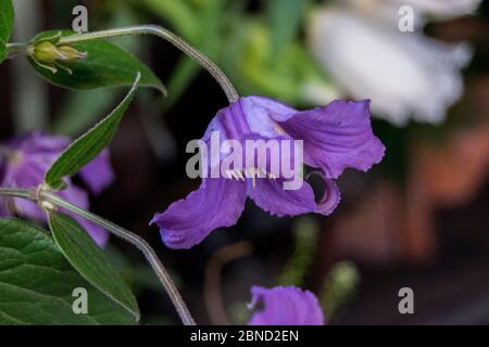 Clematide arrampicata Foto Stock