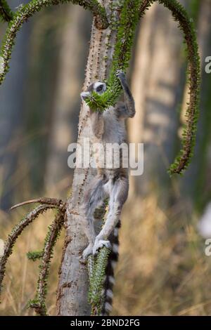 Limur con coda ad anello (catta di lemur) che si nutre di alberi di foresta spinosa (Alluaudia procera). Berenty Riserva privata, Madagascar Foto Stock
