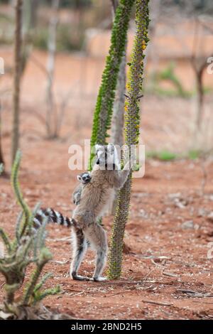 Lemur (catta di Lemur) madre con coda ad anello che trasporta il bambino di due settimane, che alimenta su albero della foresta spinosa (Alluaudia procera) Berenty Riserva privata, Madagascar. Foto Stock