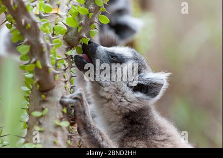 Limur con coda ad anello (catta di lemur) che si nutre di alberi di foresta spinosa (Alluaudia procera) Riserva privata di Berenty, Madagascar Foto Stock