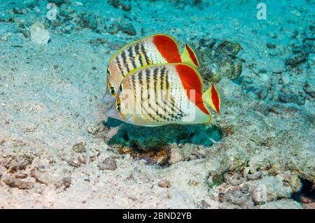 Pesce farfalla eritreo (Chaetodon paucifasciatus). Egitto, Mar Rosso. Foto Stock