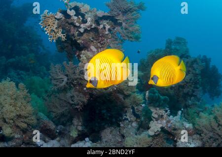 Pesce farfalla d'oro (Chaetodon semilarvatus) due nuotate sulla barriera corallina. Egitto, Mar Rosso. Foto Stock