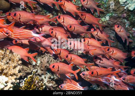 Scuola di pesce soldato rosso (Myriprimistis murdjan) sul relitto. Egitto, Mar Rosso. Foto Stock