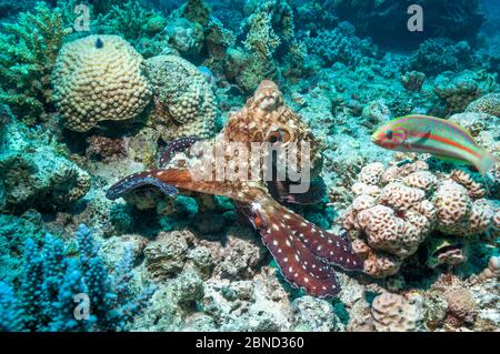 Giornata comune di caccia al polpo (Octopus cyanea) sulla barriera corallina, guardata dalla strasse di Klunzinger (Thalassoma klunzingeri). Egitto, Mar Rosso. Foto Stock